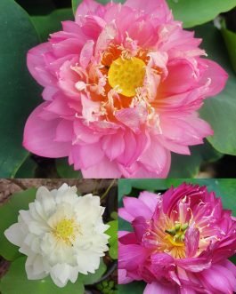 Pastel Blood, Peony Fairy, Drop Blood Lotus Combo (3 Plants Tubers)