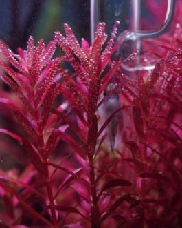 Rotala blood red Singapore Version SG (6 stems)