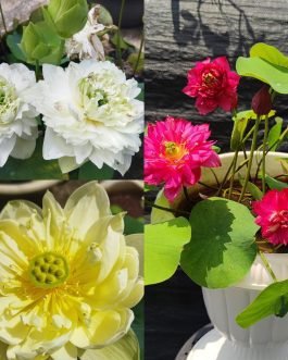 Yellow Prior Pink, White Peony, Affection 16 lotus tuber combo