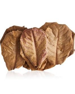 Indian Almond Leaves (10 Leaves Pack )