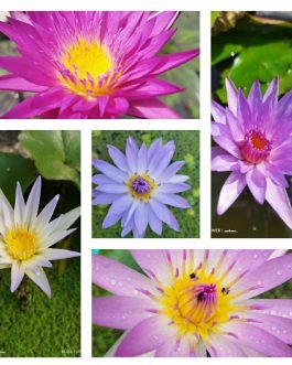 Water lily plants combo ( 5 plants)