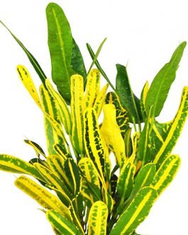 Banana Croton (Single plant)