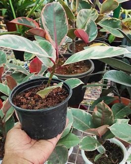 Ficus Elastica Ruby (Single plant)