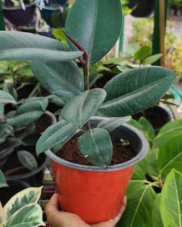 Ficus Elastica (Small single plant)