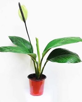 Peace Lily ‘Mauna Loa’/ Broad leaf peace lily