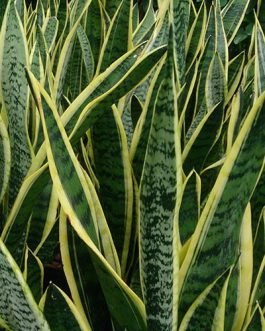 Sansevieria Futura Superba/Gold Green Snake Plant (Single plant)