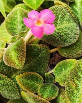 Episcia cupreata-pink flower and dark olive green leaves (Single plant)