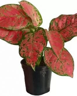 Aglaonema red valentine ( Single plant)