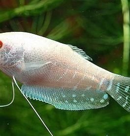 Platinum white gourami ( 4 fishes)