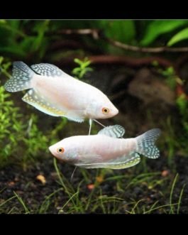 Platinum white gourami ( 4 fishes)