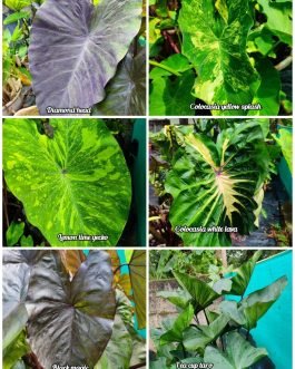 Colocasia combo ( 6 plants)