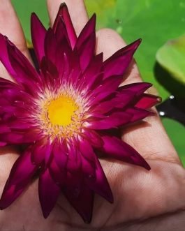 Subsamoon exotic waterlily (plant /Tuber)