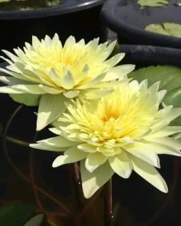 Yellow korakot exotic waterlily (plant/Tuber)