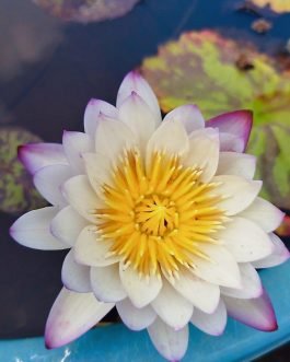 Anukoon exotic waterlily (Plant/Tuber)