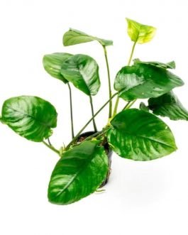 Anubias Barterii wrinkle Leaf ( single plant pot)