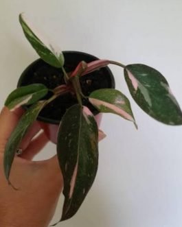 Philodendron Pink Princess ( single plant )