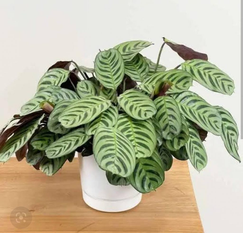 Calathea Burle Marx Fishbone (single plant) - Buy Aquarium Plants and ...