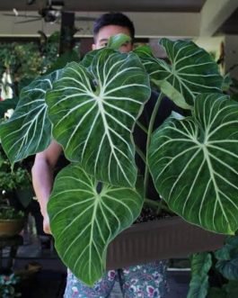 Philodendron Gloriosum (Single small sized plant)