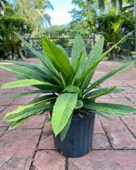 Philodendron Lynette (small sized jiffy plant)