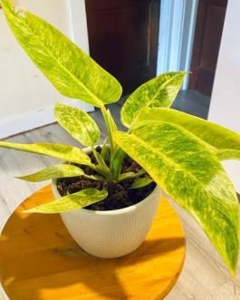 Philodendron Calkins Gold ( small sized jiffy plant)