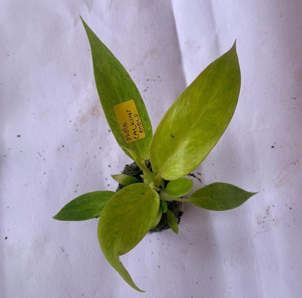 Philodendron Calkins Gold (jiffy plant) - Buy Aquarium Plants and ...