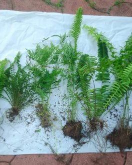 Exotic fern combo ( Boston fern
Button fern
Silver lace fern
Cotton candy fern
Fishtail fern)