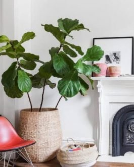 Fiddle leaf fig (small plant)