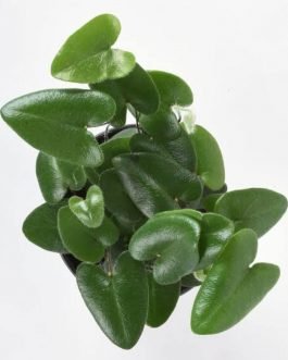 Heart Fern /Hemionitis arifolia (single plant)