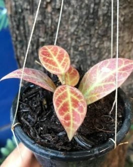 Hoya Obscura Sunrise (small jiffy rooted plant)