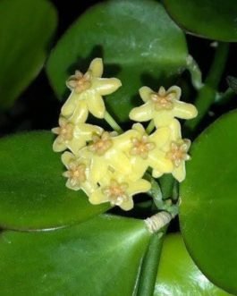 Hoya Biakensis (small sized rooted jiffy plant)
