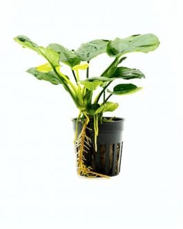 Anubias coin leaf (single plant pot)