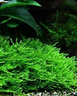 Spiky Moss /Taxiphyllum sp. ‘Spiky’ (pouch)