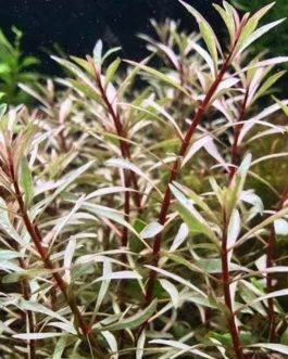 Ludwigia sp white(5 stems)