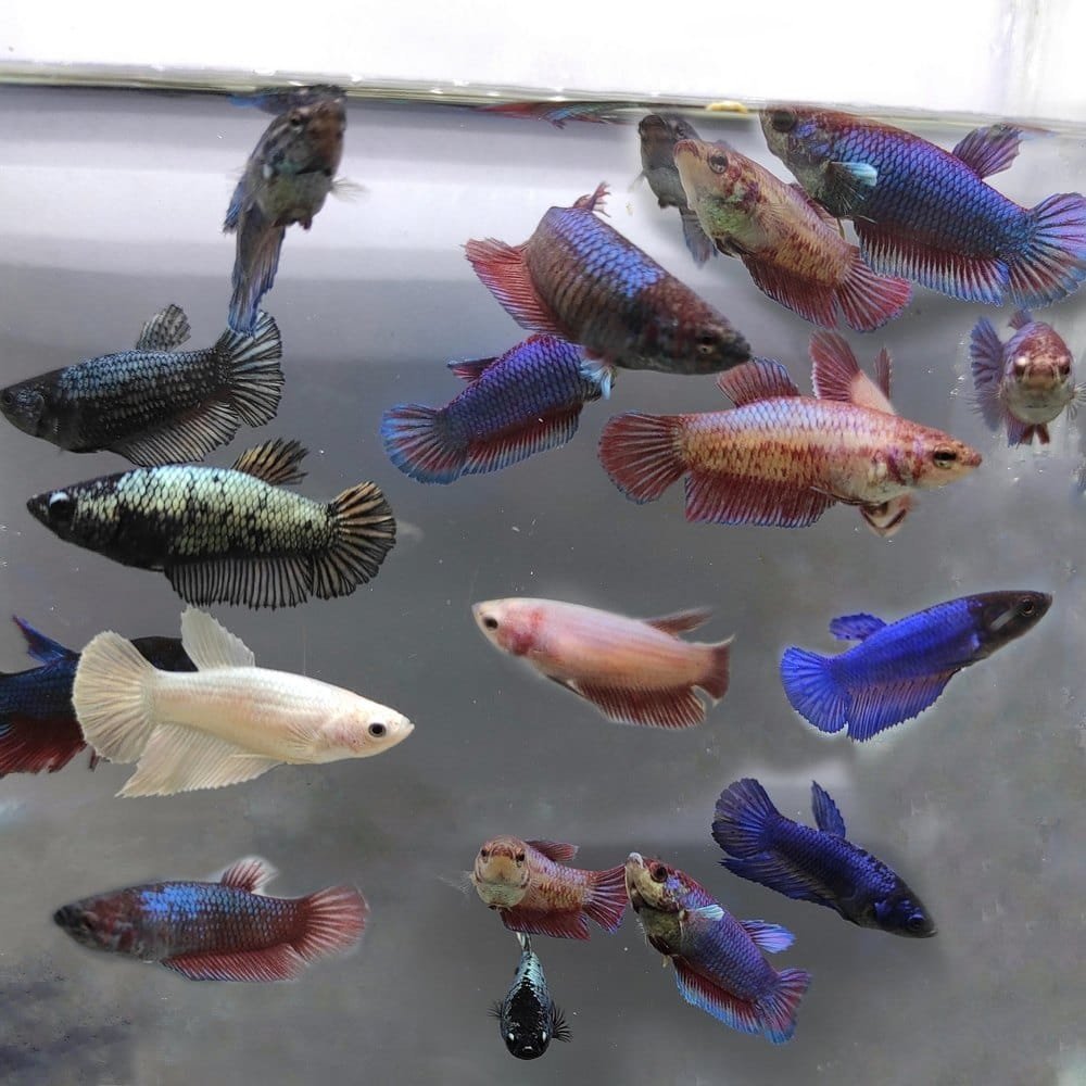 Betta fish/ fighter fish- female - Buy Aquarium Plants and