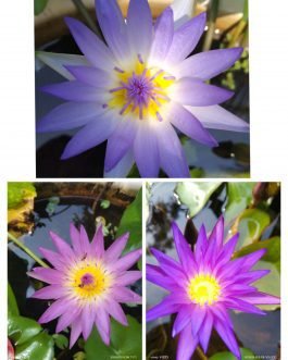 Blue Capenise, Pink capenise, Blue whistle combo waterlily