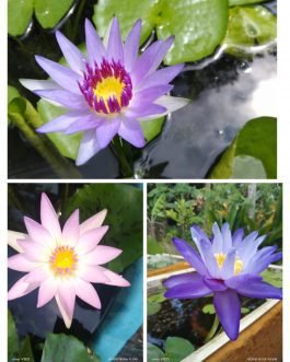 Waterlily  combo (Purple coloratta, Peach blow, Giggattia)