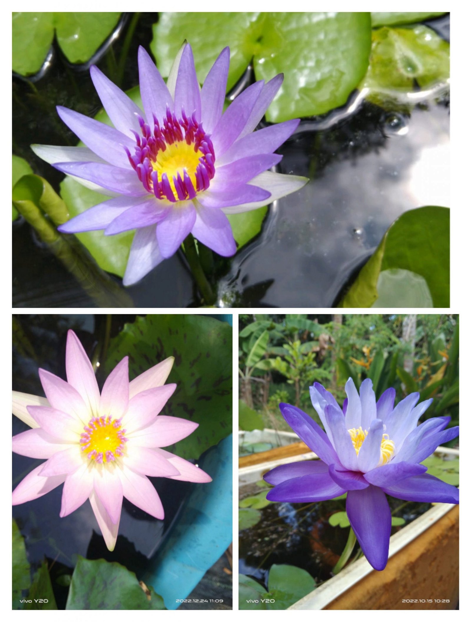 Waterlily combo (Purple coloratta, Peach blow, Giggattia) - Buy ...