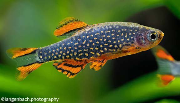 Galaxy Rasbora( 6 fishes)