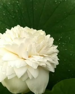 Ultimate thousand petal white Lotus