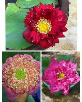 Lotus Combo (Peak of Pink, Si Thong Shaui, Nannalin)