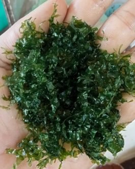 Subwassertang /round pellia moss