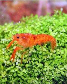 Orange Mexican Dwarf Crayfish( 4 pcs)