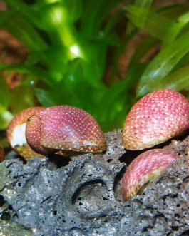 Pink lady snail(5 pcs)