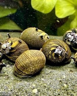 Staghorn sun nerite snails (5pcs)