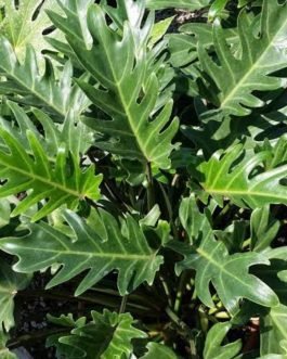 Philodendron Xanadu Green (jiffy sized plant)