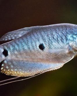 Blue Gourami (4 fishes)