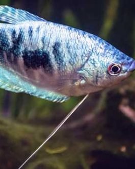 Blue Gourami (4 fishes)