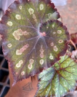 Dotted spiral leaf begonia (jiffy)