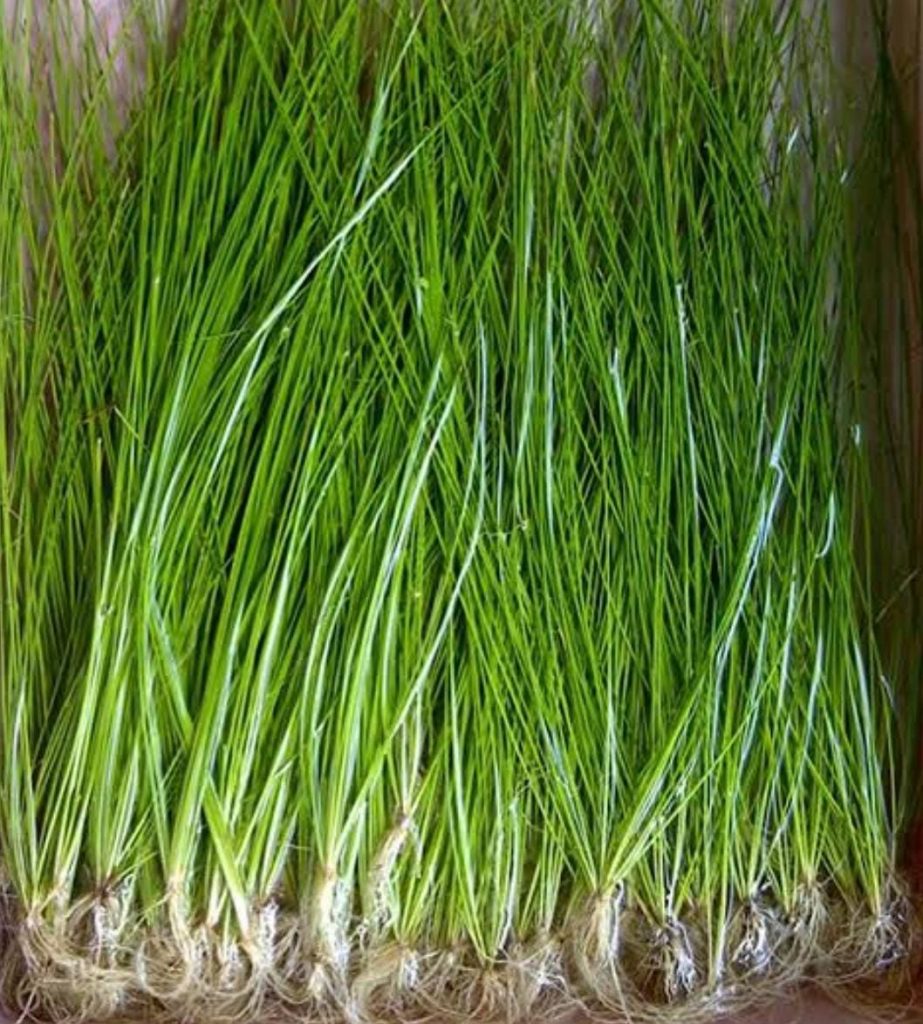 Eleocharis montevidensis grass (large pot) - Buy Aquarium Plants and ...