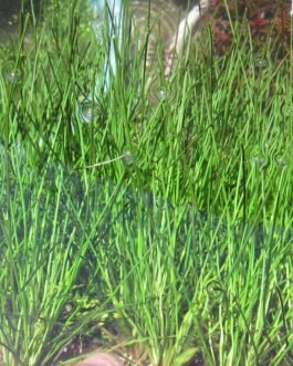 Eleocharis montevidensis grass (large pot)